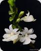 Dendrobium jyrdii